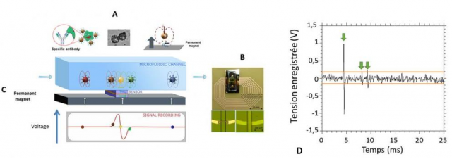 Biopuce à base de capteurs GMR pour le diagnostic biologique précoce à haute sensibilité