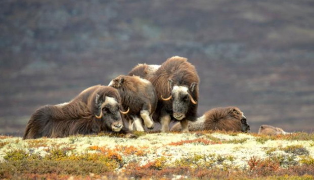Modélisation des méga-herbivores du passé à la disparition annoncée de leurs descendants actuels