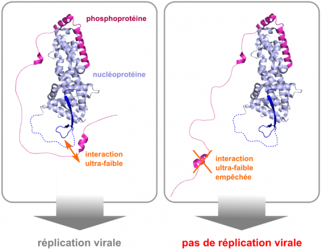 Identification de mécanismes moléculaires empêchant la réplication du virus de la rougeole