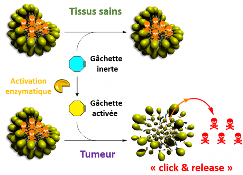 Des micelles activables par une réaction bioorthogonale pour contrôler la libération d’un médicament