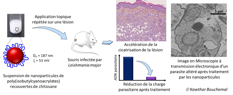 La leishmaniose cutanée traitée au moyen de nanoparticules multifonctionnelles