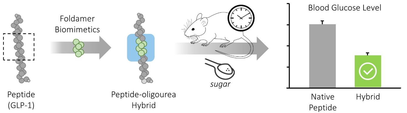 Des foldamères à la rescousse des peptides thérapeutiques