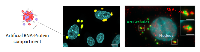 Utiliser des organelles artificielles pour étudier l’organisation des cellules
