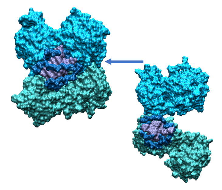 Coronavirus SARS-CoV-2: des simulations dévoilent comment une de ses protéines s’arrime à notre ARN