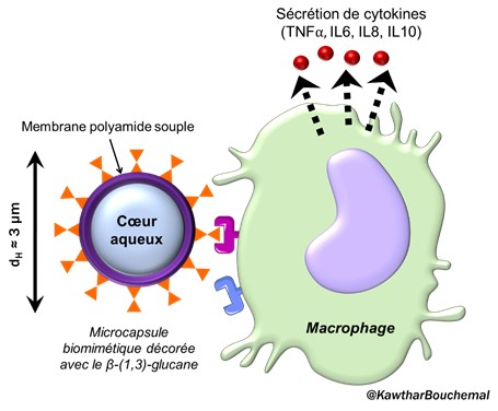 Des microcapsules pour mimer l’effet immunomodulateur des sucres de la paroi de champignons pathogènes