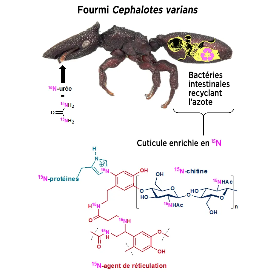 Comment se forger une carapace ?
