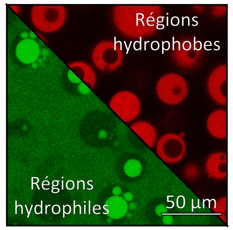 Un polymère universel pour stabiliser des microcapsules à coeur(s) aqueux