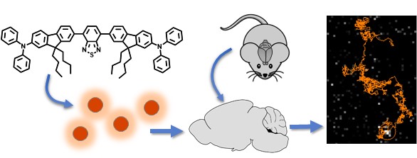 Des nanoparticules organiques ultra-brillantes pour l’imagerie biologique en profondeur