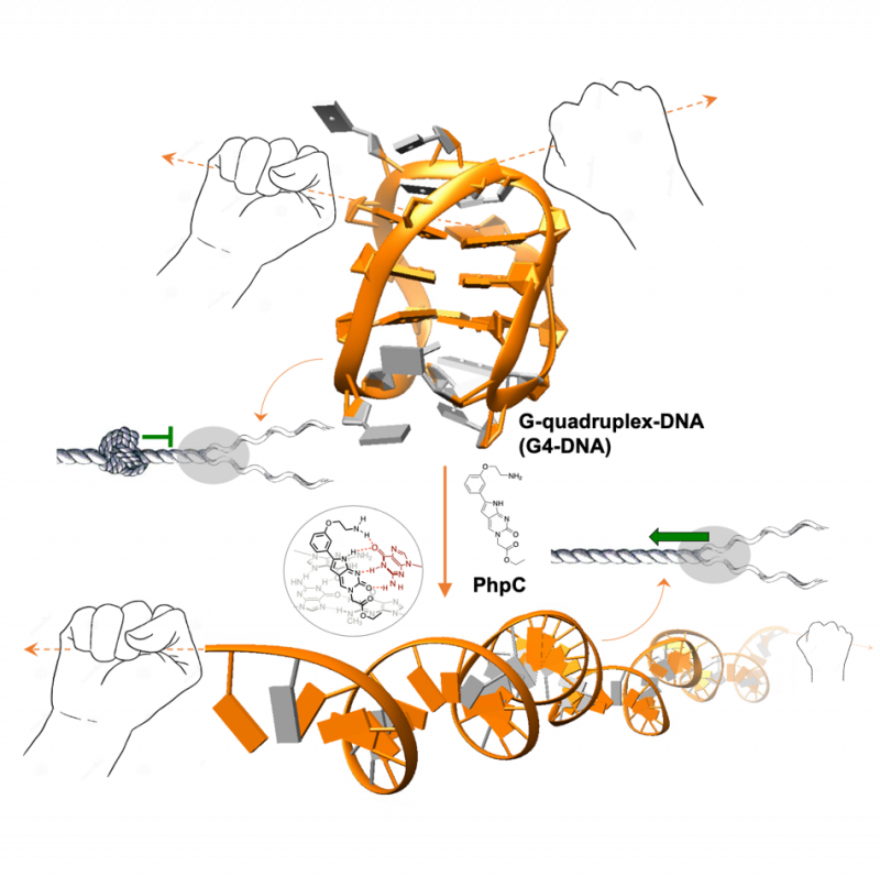 Déstabiliser les quadruplexes d'ADN pour lutter contre la neurodégénérescence