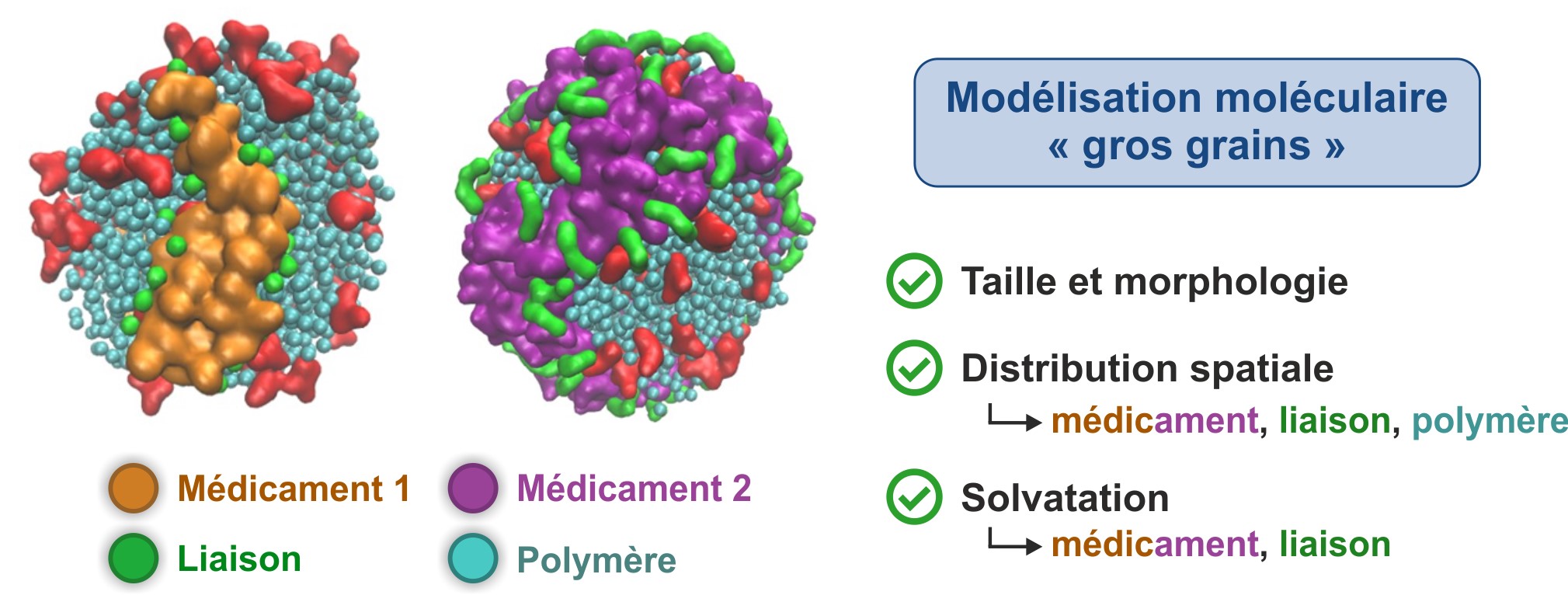 Cancer: modéliser l’organisation supramoléculaire de pro-médicaments pour un meilleur criblage