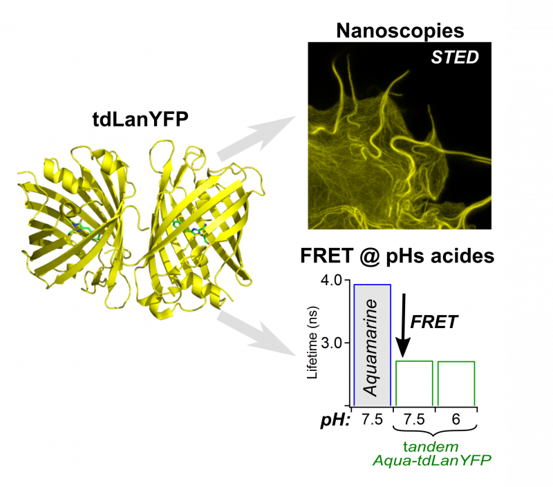 Une nouvelle protéine fluorescente jaune très brillante