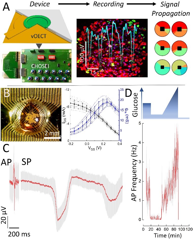 De nouveaux transistors pour les micro-organes sur puce