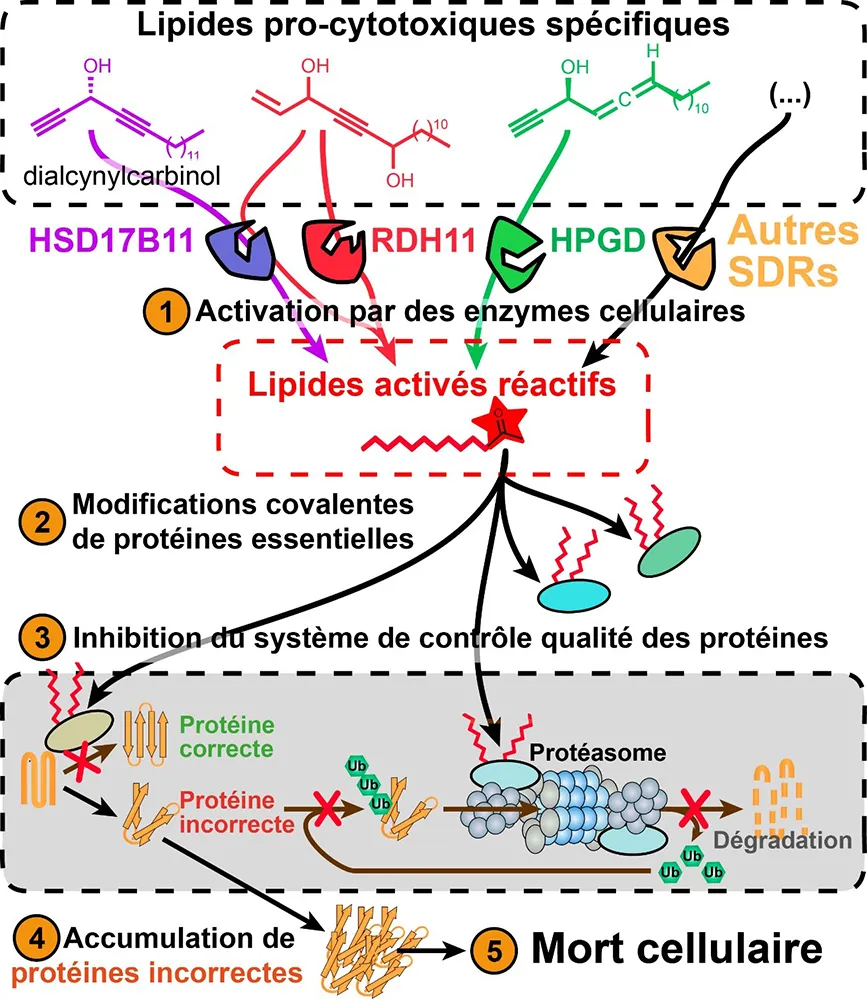 Découverte d’une nouvelle source de médicaments potentiels