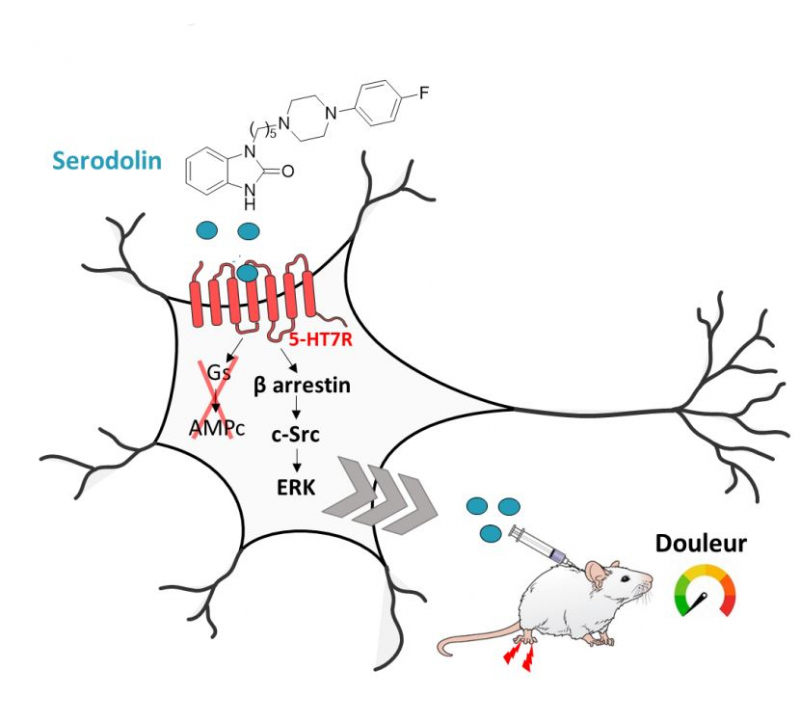 La Serodolin, une nouvelle molécule identifiée pour le traitement de la douleur
