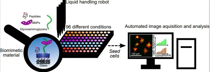 Un grand pas vers l’automatisation des tests de biologie cellulaire grâce à des biomatériaux