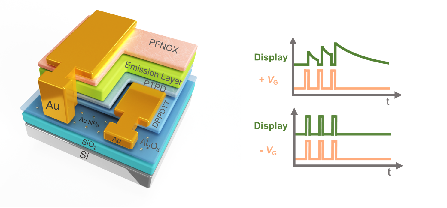 Des transistors électroluminescents en tension et sous pression