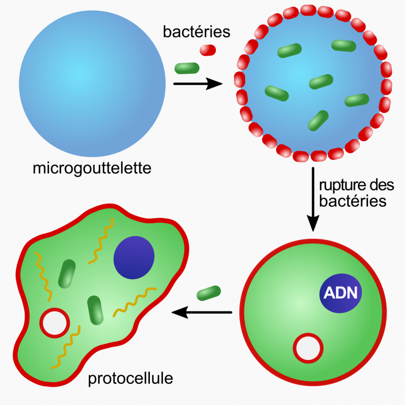 Exploiter le potentiel des bactéries pour construire des cellules artificielles fonctionnelles