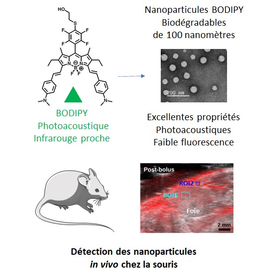 Un nouveau marqueur pour suivre l’évolution dans le corps de nanovecteurs chargés de médicaments