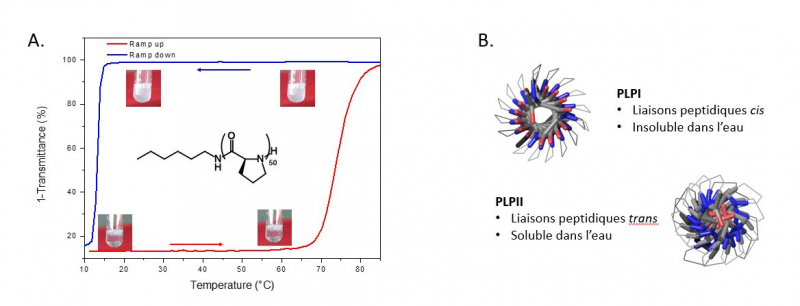 Un effet mémoire exceptionnel dans des gels polymères thermosensibles à base de proline