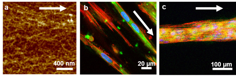 Peindre des nanofilms de collagènes pour créer des tissus musculaires