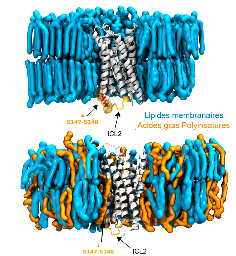 Cette graisse est bonne pour votre cerveau, voici pourquoi