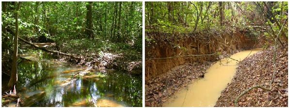 En Guyane l'orpaillage fait décliner la biodiversité des poissons