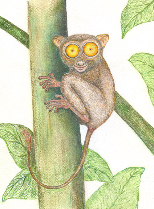 Des fossiles d'une espèce inconnue de tarsier