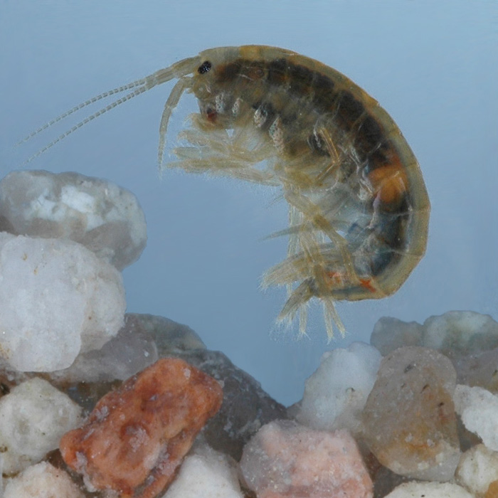 Un parasite qui vous veut du bien... temporairement !