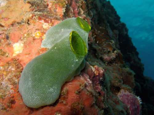 La bactérie symbiotique qui pouvait vivre sa vie