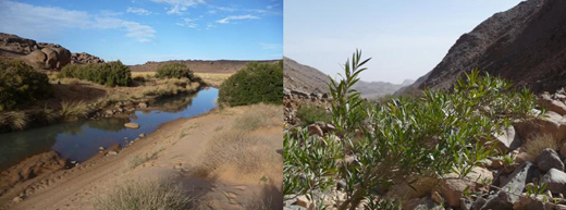 Le myrte, témoin de l'histoire environnementale du Sahara