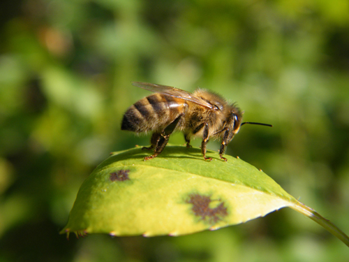 Quand un pathogène et un insecticide se liguent contre l'abeille