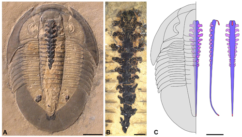 Le système digestif d'arthropodes vieux de 500 M. d'années