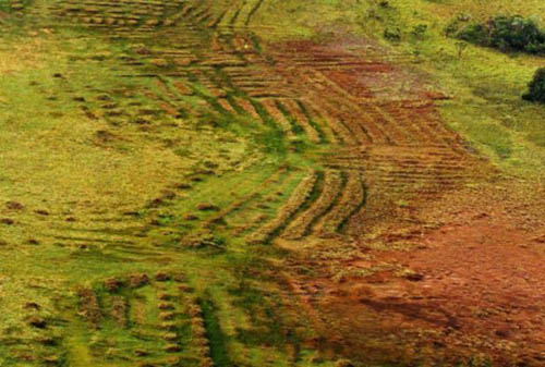 Les précolombiens cultivaient la savane amazonienne sans la brûler