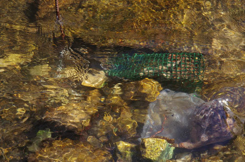 Evaluer la santé des écosystèmes aquatiques