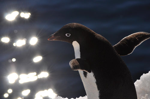 Quand le manchot Adélie se fait océanographe pour se nourrir en mer