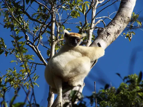 Déforestation à Madagascar et... ADN des lémuriens