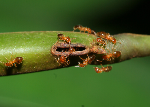Des fourmis arboricoles, des plantes et quelques champignons