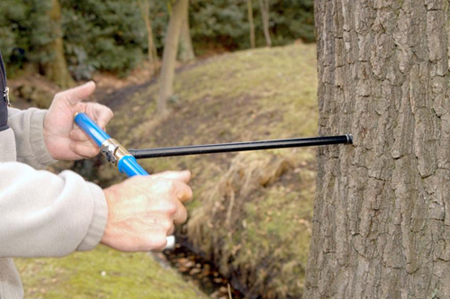 Quand les anneaux des arbres racontent les pollutions passées
