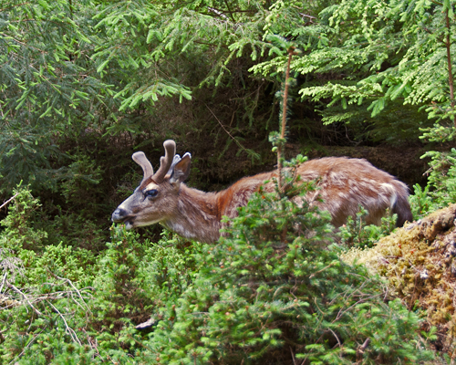 Le cerf et l'oiseau