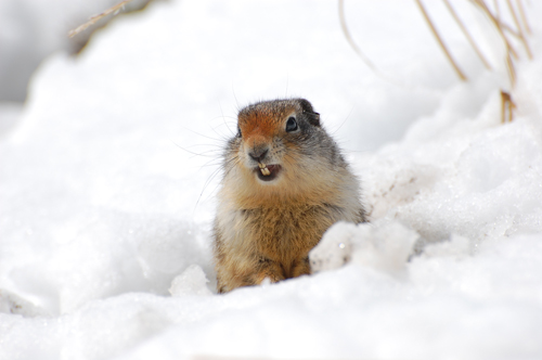 L'hibernation d'un rongeur affectée par le changement climatique