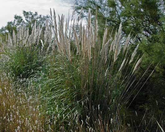 Impact des invasions biologiques: bilan et défis à venir