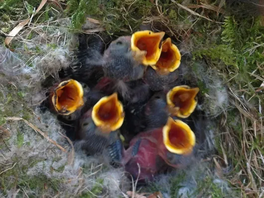 Oiseaux: la force du réseau social conditionne la survie des nichées