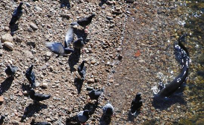 Quand un poisson se met à chasser le pigeon