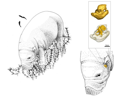 L'ancêtre du lamantin serait originaire d'Afrique