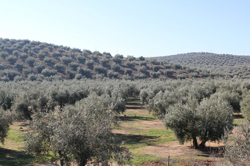 Les noyaux d'olives utilisés pour nettoyer les déchets peuvent aussi servir de combustible