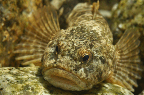 Des changements climatiques trop rapides pour certains poissons