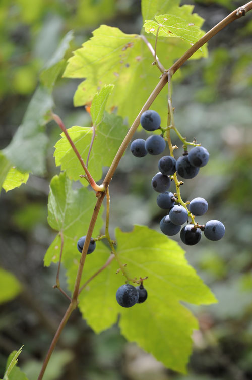 Domestication de la vigne : un long processus