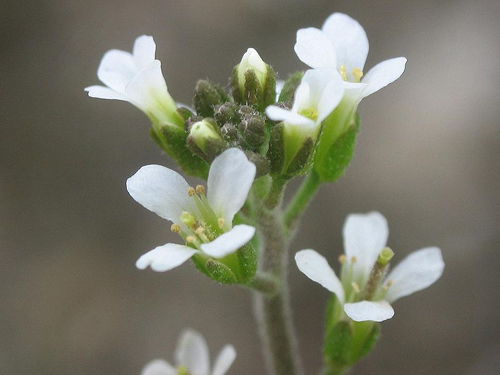 Un atlas "d'interrupteurs" de l'expression des gènes chez les plantes