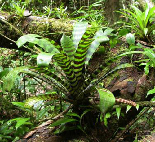 Les Broméliacées de Guyane : des micro-écosystèmes étudiés à la loupe