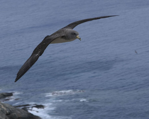 Des oiseaux marins retrouvent leur chemin grâce à leur odorat